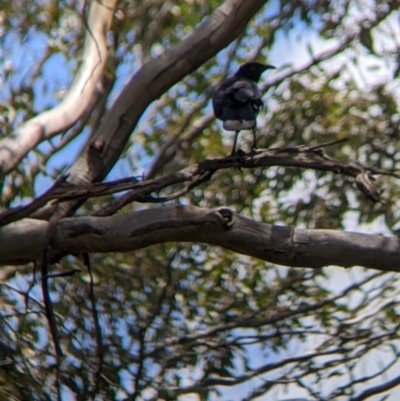 Corcorax melanorhamphos (White-winged Chough) at Redlands Hill Flora and Fauna Reserve - 29 Oct 2022 by Darcy