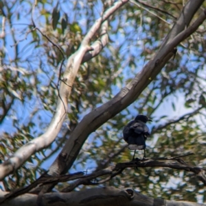 Corcorax melanorhamphos at Redlands, NSW - 29 Oct 2022 11:54 AM