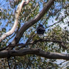 Corcorax melanorhamphos at Redlands, NSW - 29 Oct 2022 11:54 AM