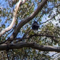 Corcorax melanorhamphos at Redlands, NSW - 29 Oct 2022 11:54 AM