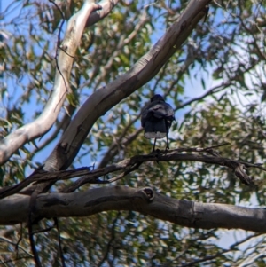 Corcorax melanorhamphos at Redlands, NSW - 29 Oct 2022 11:54 AM