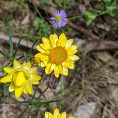 Xerochrysum viscosum (Sticky Everlasting) at Redlands Hill Flora and Fauna Reserve - 29 Oct 2022 by Darcy