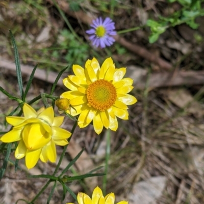 Xerochrysum viscosum (Sticky Everlasting) at Redlands Hill Flora and Fauna Reserve - 29 Oct 2022 by Darcy