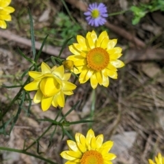 Xerochrysum viscosum at Redlands, NSW - 29 Oct 2022