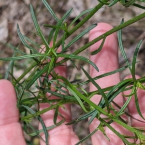 Xerochrysum viscosum at Redlands, NSW - 29 Oct 2022