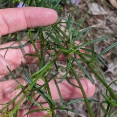 Xerochrysum viscosum at Redlands, NSW - 29 Oct 2022