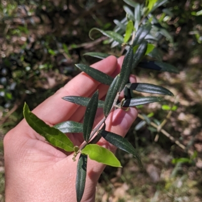 Olea europaea (Common Olive) at Redlands Hill Flora and Fauna Reserve - 29 Oct 2022 by Darcy
