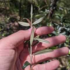 Olea europaea at Redlands, NSW - 29 Oct 2022