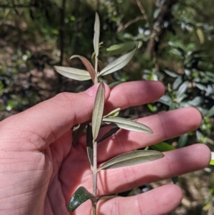 Olea europaea at Redlands, NSW - 29 Oct 2022