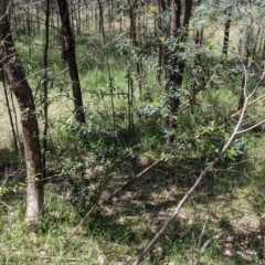 Olea europaea at Redlands, NSW - 29 Oct 2022