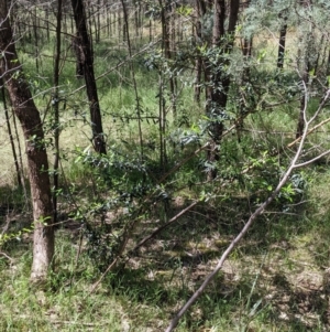 Olea europaea at Redlands, NSW - 29 Oct 2022