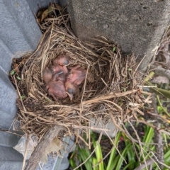 Turdus merula (Eurasian Blackbird) at Albury - 29 Oct 2022 by Darcy