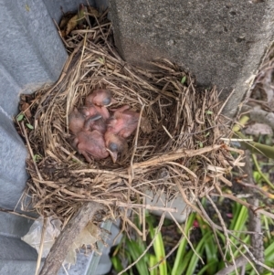 Turdus merula at North Albury, NSW - 29 Oct 2022