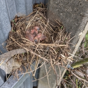 Turdus merula at North Albury, NSW - 29 Oct 2022