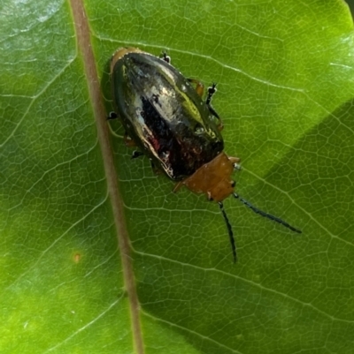 Adoxia benallae (Leaf beetle) at Ulladulla - Warden Head Bushcare - 29 Oct 2022 by Steve_Bok