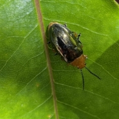 Adoxia benallae at Ulladulla, NSW - 29 Oct 2022