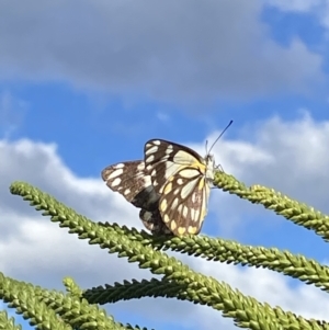 Belenois java at Batemans Bay, NSW - 29 Oct 2022 05:25 PM