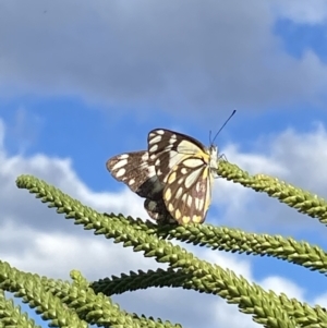 Belenois java at Batemans Bay, NSW - 29 Oct 2022 05:25 PM