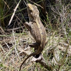 Amphibolurus muricatus (Jacky Lizard) at South Pacific Heathland Reserve - 29 Oct 2022 by SteveBorkowskis