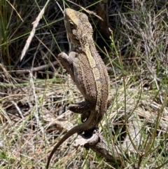 Amphibolurus muricatus (Jacky Lizard) at Ulladulla, NSW - 29 Oct 2022 by Steve_Bok