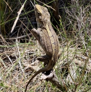 Amphibolurus muricatus at Ulladulla, NSW - 29 Oct 2022