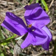 Patersonia sericea (silky purple-flag) at South Pacific Heathland Reserve - 29 Oct 2022 by SteveBorkowskis