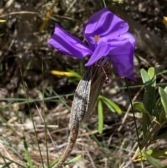 Patersonia sericea at Ulladulla, NSW - 29 Oct 2022