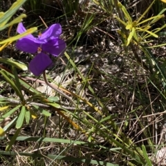 Patersonia sericea at Ulladulla, NSW - 29 Oct 2022