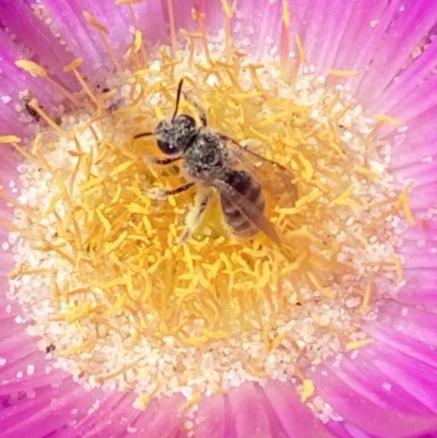 Lasioglossum (Chilalictus) sp. (genus & subgenus) (Halictid bee) at Ulladulla, NSW - 29 Oct 2022 by Steve_Bok