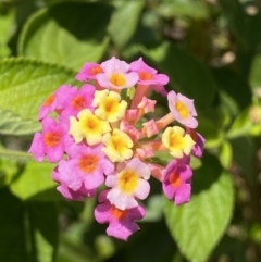 Lantana camara (Lantana) at Coomee Nulunga Cultural Walking Track - 29 Oct 2022 by Steve_Bok