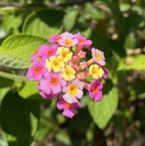 Lantana camara at Ulladulla, NSW - 29 Oct 2022