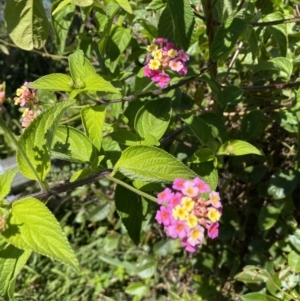 Lantana camara at Ulladulla, NSW - 29 Oct 2022