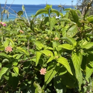 Lantana camara at Ulladulla, NSW - 29 Oct 2022