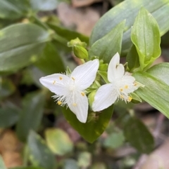 Tradescantia fluminensis (Trad, Wandering Jew) at Burrill Lake Aboriginal Cave Walking Track - 29 Oct 2022 by SteveBorkowskis