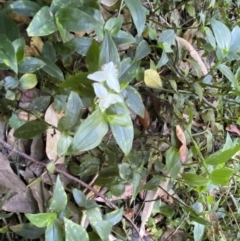 Tradescantia fluminensis at Burrill Lake, NSW - 29 Oct 2022