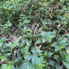 Tradescantia fluminensis at Burrill Lake, NSW - 29 Oct 2022