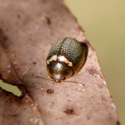 Paropsisterna decolorata (A Eucalyptus leaf beetle) at QPRC LGA - 29 Oct 2022 by LisaH