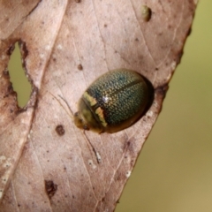 Paropsisterna decolorata at Mongarlowe, NSW - suppressed