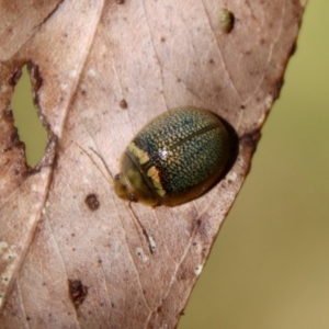 Paropsisterna decolorata at Mongarlowe, NSW - suppressed