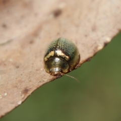 Paropsisterna decolorata at Mongarlowe, NSW - suppressed