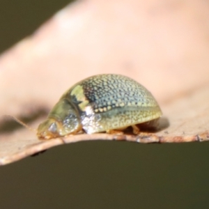 Paropsisterna decolorata at Mongarlowe, NSW - suppressed