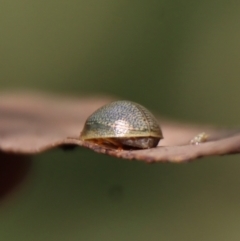 Paropsisterna decolorata at Mongarlowe, NSW - suppressed