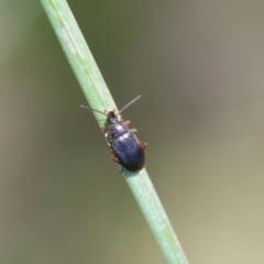 Alleculinae sp. (Subfamily) (Unidentified Comb-clawed beetle) at QPRC LGA - 29 Oct 2022 by LisaH