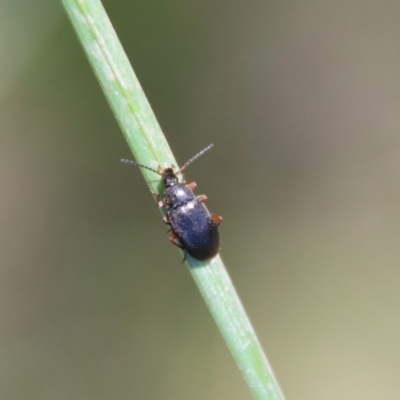Alleculinae sp. (Subfamily) (Unidentified Comb-clawed beetle) at Mongarlowe River - 29 Oct 2022 by LisaH