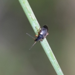 Alleculinae sp. (Subfamily) at Mongarlowe, NSW - suppressed