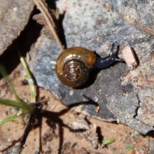 Oxychilus alliarius at Mongarlowe, NSW - suppressed