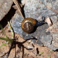 Oxychilus alliarius (Garlic Snail) at Mongarlowe, NSW - 29 Oct 2022 by LisaH