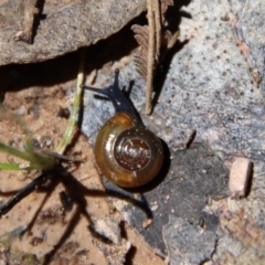 Oxychilus alliarius at Mongarlowe, NSW - 29 Oct 2022