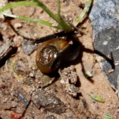 Oxychilus alliarius at Mongarlowe, NSW - 29 Oct 2022