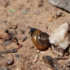 Oxychilus alliarius at Mongarlowe, NSW - 29 Oct 2022